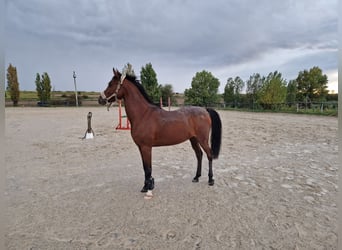 Arabiskt fullblod, Sto, 7 år, 147 cm, Brun