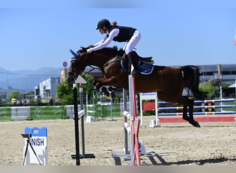 Arabiskt fullblod, Sto, 7 år, 147 cm, Brun