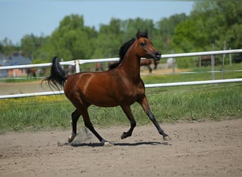 Arabiskt fullblod, Sto, 7 år, 151 cm, Brun