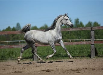 Arabiskt fullblod, Sto, 7 år, Grå