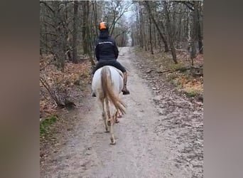 Arabiskt fullblod, Sto, 8 år, 153 cm, Grå-blå-brun