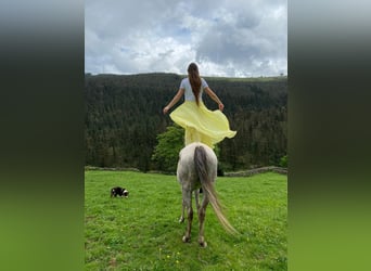 Arabiskt fullblod, Sto, 8 år, 155 cm, Grå-flugskimmel