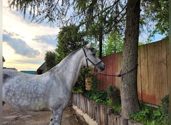 Arabiskt fullblod Blandning, Sto, 8 år, 155 cm, Gråskimmel