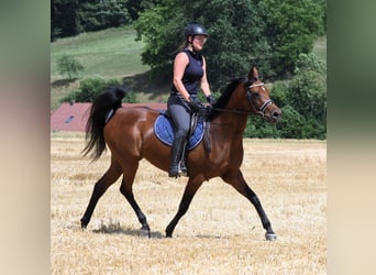 Arabiskt fullblod, Sto, 8 år, 157 cm, Brun
