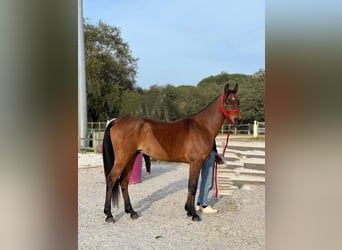 Arabiskt fullblod, Valack, 10 år, 154 cm, Brun