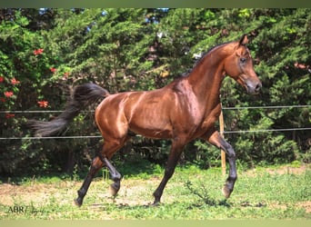 Arabiskt fullblod, Valack, 10 år, 154 cm, Brun