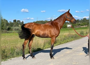 Arabiskt fullblod, Valack, 10 år, 154 cm, Brun