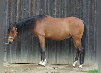 Arabiskt fullblod, Valack, 10 år, 160 cm