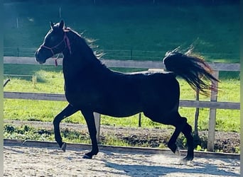 Arabiskt fullblod, Valack, 12 år, 148 cm, Svart