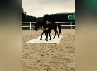 Arabiskt fullblod, Valack, 13 år, 155 cm, Brun