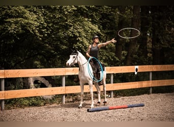 Arabiskt fullblod, Valack, 15 år, 148 cm, Grå-flugskimmel