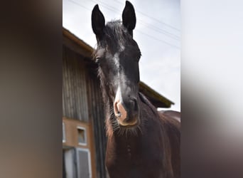 Arabiskt fullblod, Valack, 1 år, 160 cm, Svart