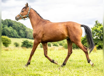 Arabiskt fullblod, Valack, 2 år, 151 cm, Brun