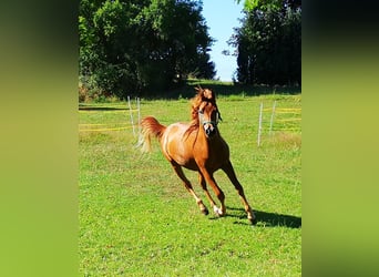 Arabiskt fullblod, Valack, 2 år, 152 cm, fux
