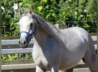 Arabiskt fullblod, Valack, 2 år, 152 cm, Grå