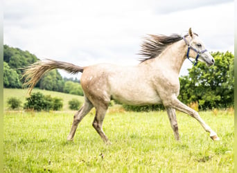 Arabiskt fullblod, Valack, 2 år, 152 cm, Grå