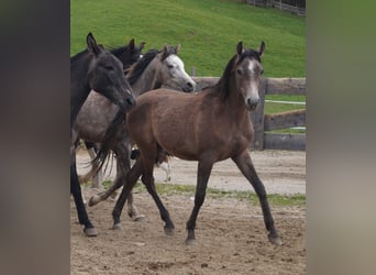 Arabiskt fullblod, Valack, 2 år, 155 cm, Braunfalbschimmel