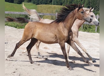 Arabiskt fullblod, Valack, 2 år, 155 cm, Braunfalbschimmel