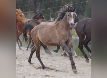 Arabiskt fullblod, Valack, 2 år, 155 cm, Braunfalbschimmel