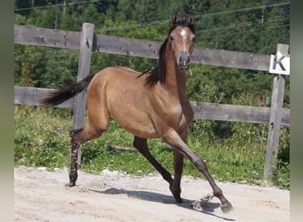 Arabiskt fullblod, Valack, 2 år, 155 cm, Braunfalbschimmel