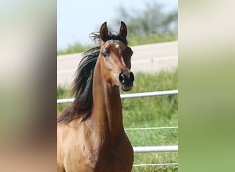 Arabiskt fullblod, Valack, 2 år, Brun