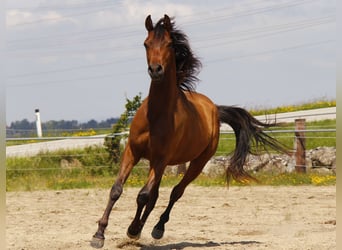 Arabiskt fullblod, Valack, 2 år, Brun