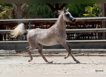 Arabiskt fullblod, Valack, 3 år, 150 cm
