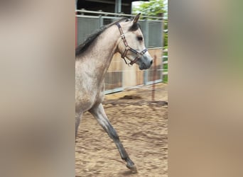 Arabiskt fullblod, Valack, 3 år, 152 cm, Grå