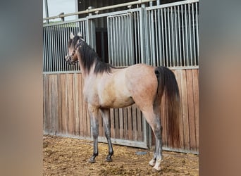 Arabiskt fullblod, Valack, 3 år, 152 cm, Grå