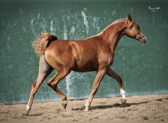 Arabiskt fullblod, Valack, 3 år, 154 cm, fux