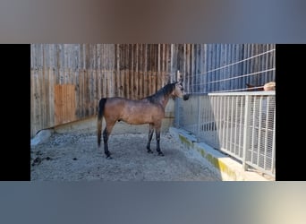 Arabiskt fullblod, Valack, 3 år, 154 cm, Grå