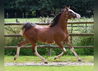 Vollblutaraber, Wallach, 3 Jahre, 155 cm, Brauner