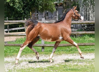 Vollblutaraber, Wallach, 3 Jahre, 155 cm, Brauner