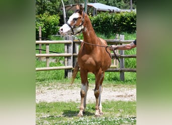 Vollblutaraber, Wallach, 3 Jahre, 155 cm, Brauner