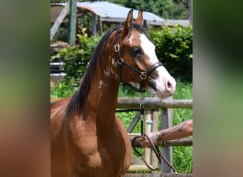 Vollblutaraber, Wallach, 3 Jahre, 155 cm, Brauner