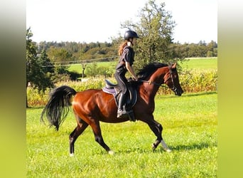 Arabiskt fullblod, Valack, 3 år, 155 cm, Mörkbrun