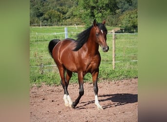 Arabiskt fullblod, Valack, 3 år, 155 cm, Mörkbrun