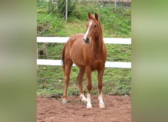 Arabiskt fullblod, Valack, 3 år, 156 cm, fux