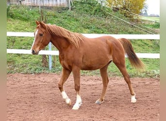 Arabiskt fullblod, Valack, 3 år, 156 cm, fux