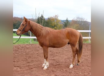 Arabiskt fullblod, Valack, 3 år, 156 cm, fux