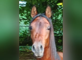 Arabiskt fullblod, Valack, 3 år, 158 cm, Brun