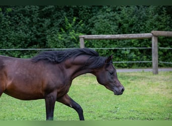 Arabiskt fullblod, Valack, 4 år, 150 cm, Mörkbrun