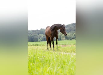 Arabiskt fullblod, Valack, 4 år, 150 cm, Mörkbrun