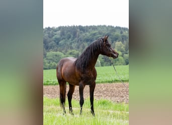 Arabiskt fullblod, Valack, 4 år, 150 cm, Mörkbrun