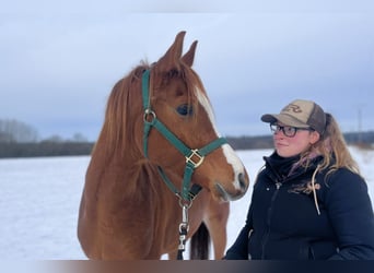 Arabiskt fullblod, Valack, 4 år, 151 cm, fux