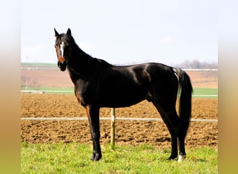 Arabiskt fullblod, Valack, 4 år, 155 cm, Mörkbrun