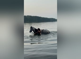 Vollblutaraber, Wallach, 4 Jahre, 160 cm, Schimmel