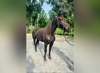 Arabiskt fullblod, Valack, 4 år, 162 cm, Rökfärgad svart