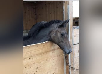 Arabiskt fullblod, Valack, 4 år, 163 cm, Grå