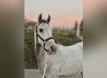 Arabiskt fullblod, Valack, 6 år, 150 cm, Grå-mörk-brun